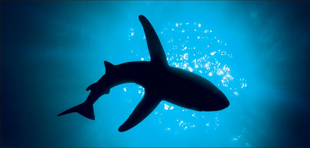 DesignScape - 2'x4' Shark - Apollo Design Made