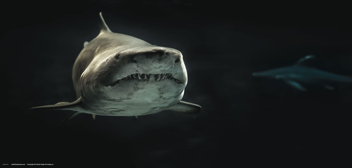 DesignScape - 2'x4' Sharks Alert - Apollo Design Made