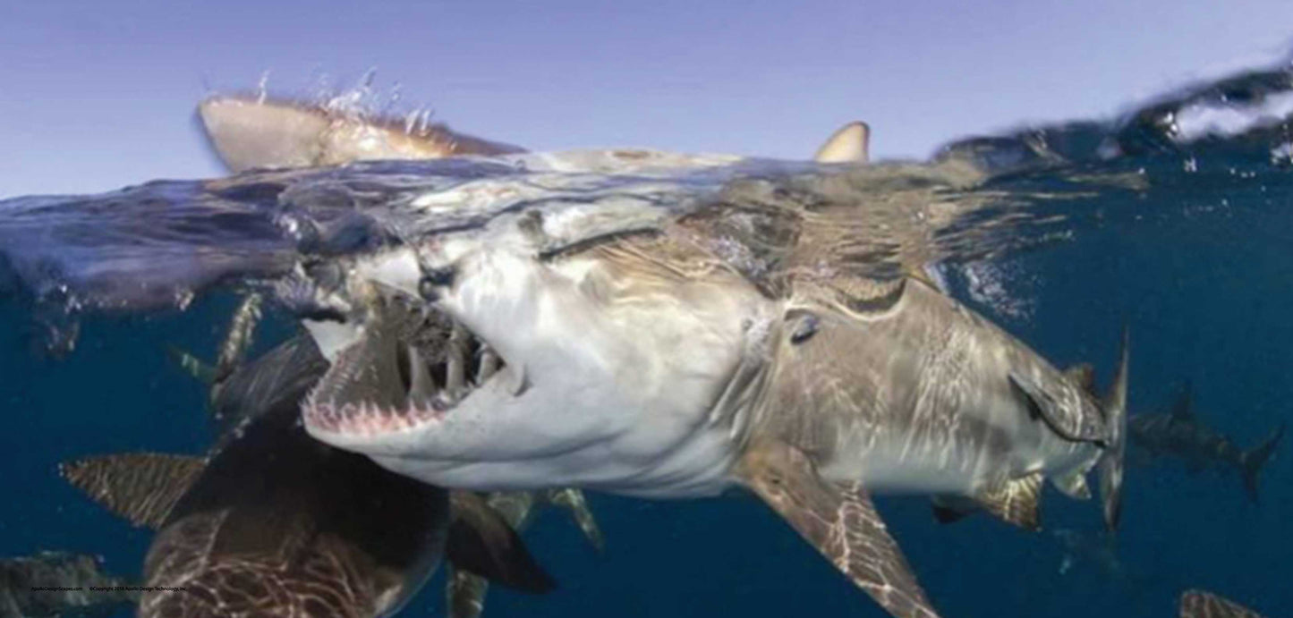 DesignScape - 2'x4' Sharks Attack - Apollo Design Made
