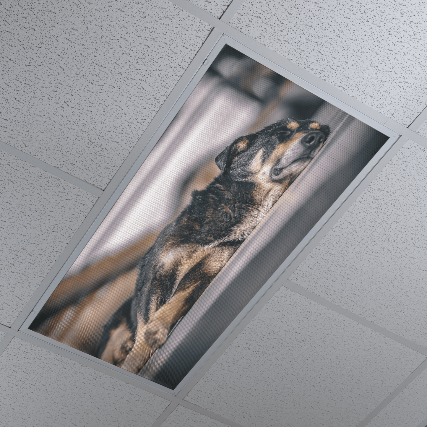 DesignScape - 2'x4' Sleeping Dog - Apollo Design Made