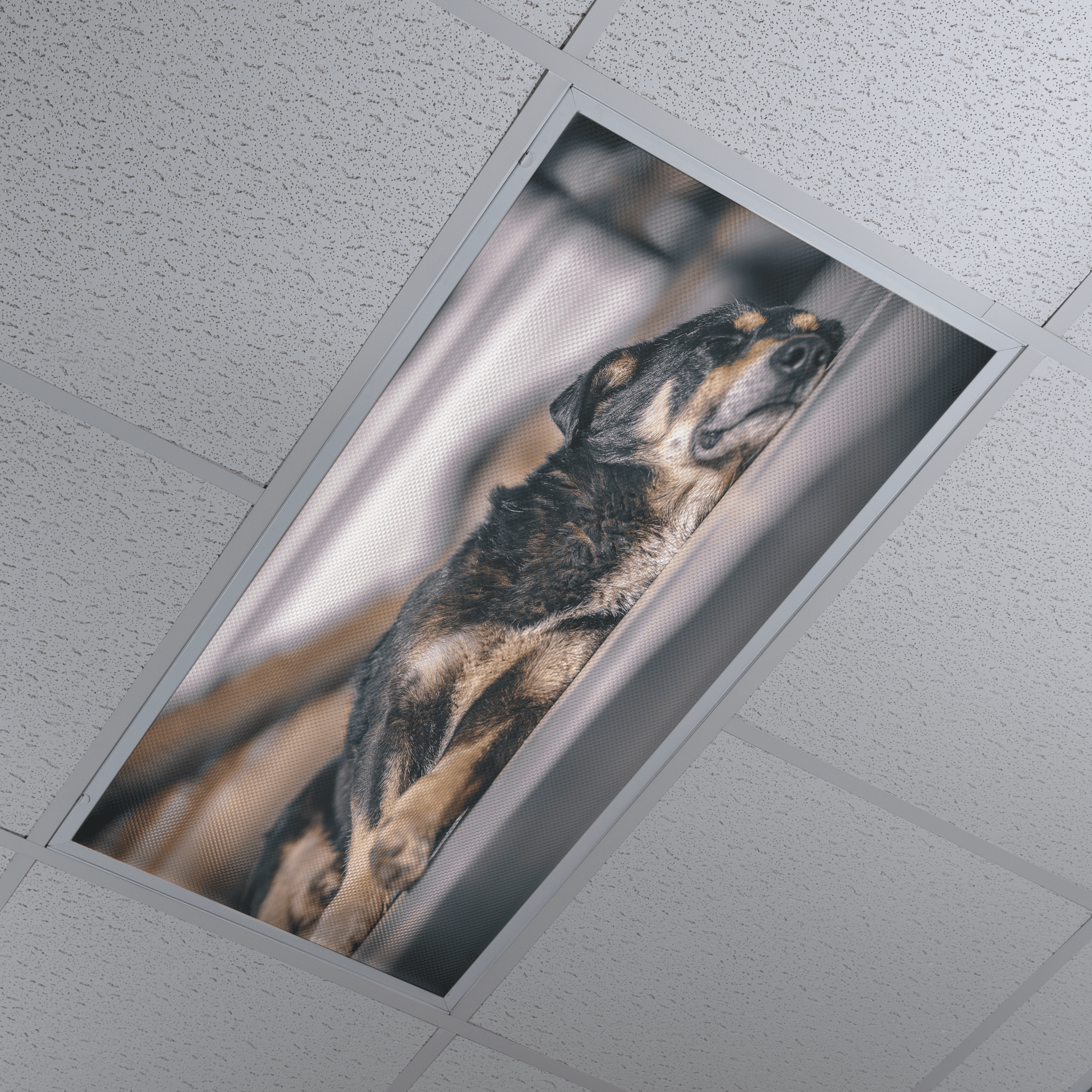 DesignScape - 2'x4' Sleeping Dog - Apollo Design Made