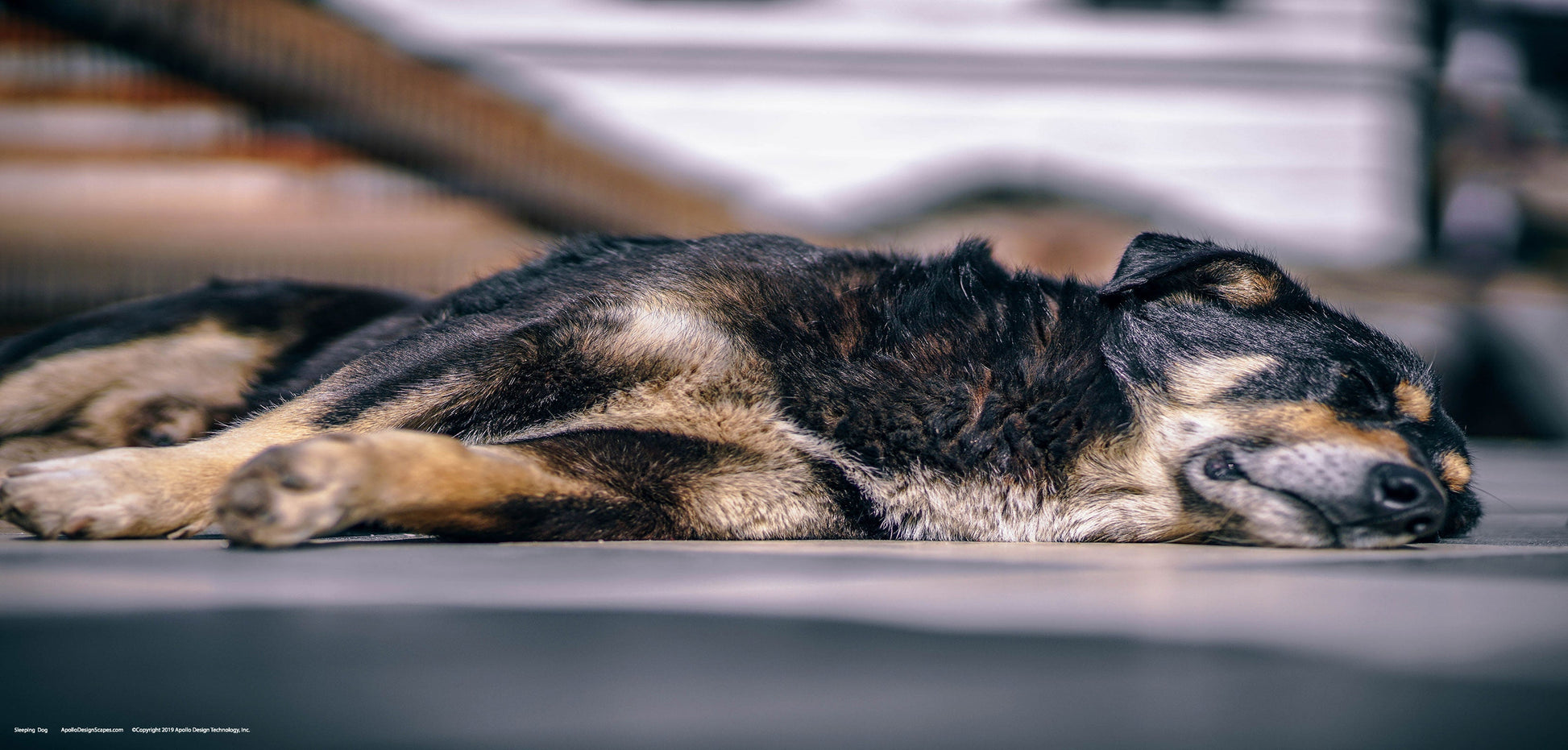 DesignScape - 2'x4' Sleeping Dog - Apollo Design Made