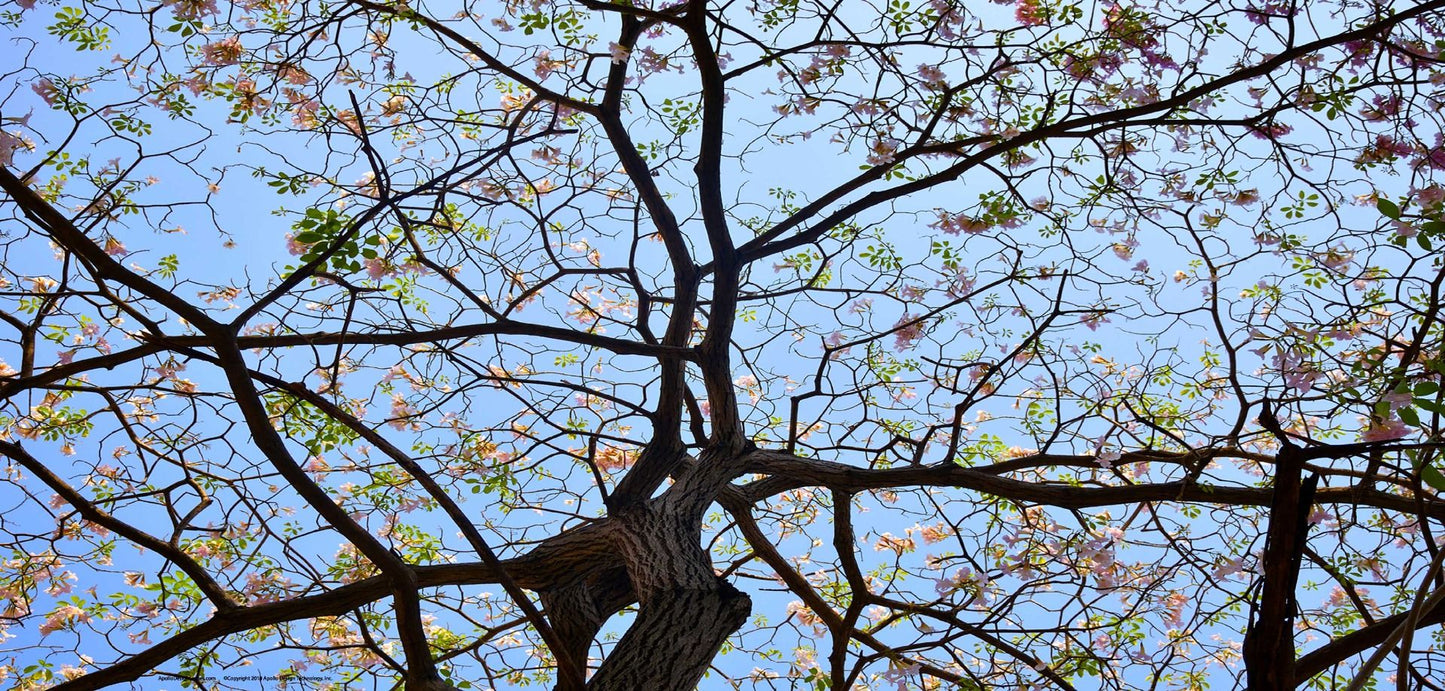 DesignScape - 2'x4' Spring Tree - Apollo Design Made