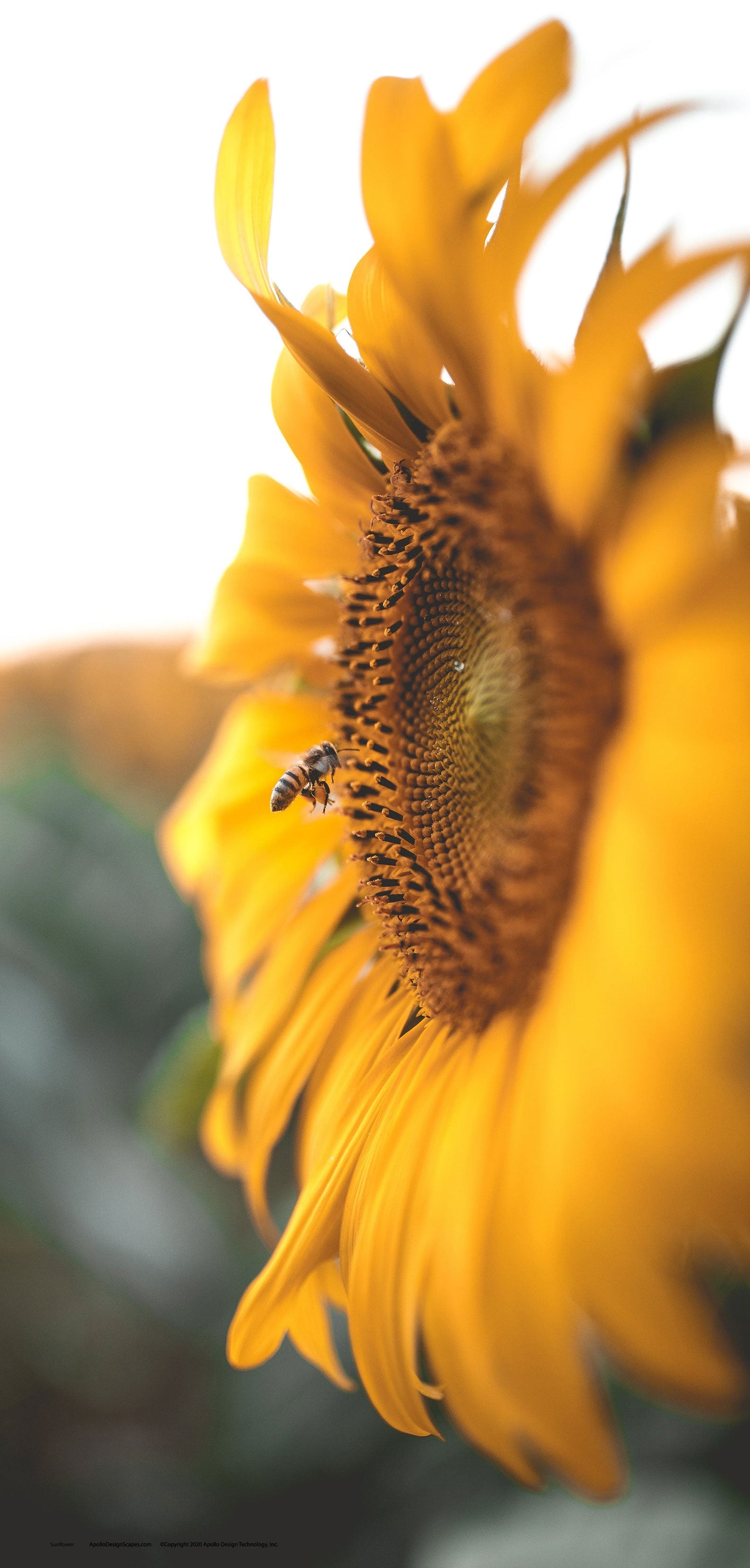 DesignScape - 2'x4' Sunflower - Apollo Design Made