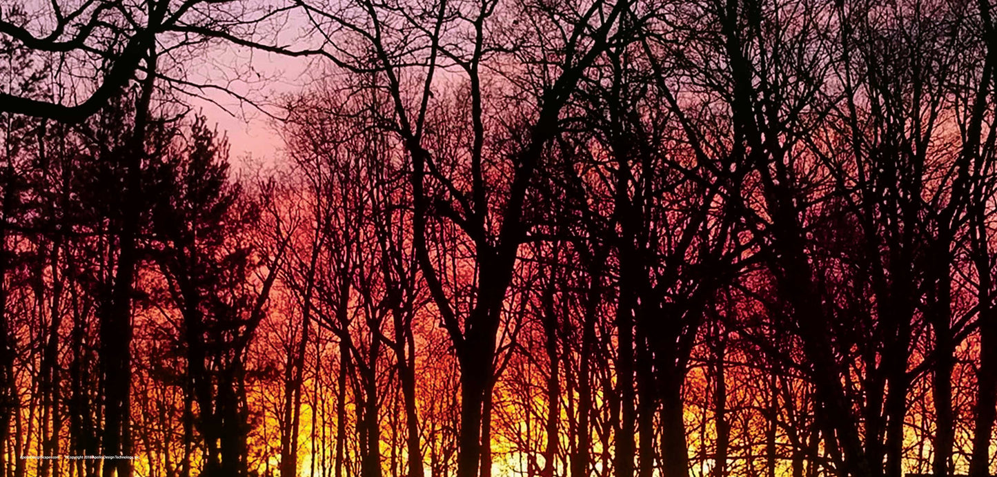 DesignScape - 2'x4' Sunset in the Woods - Apollo Design Made