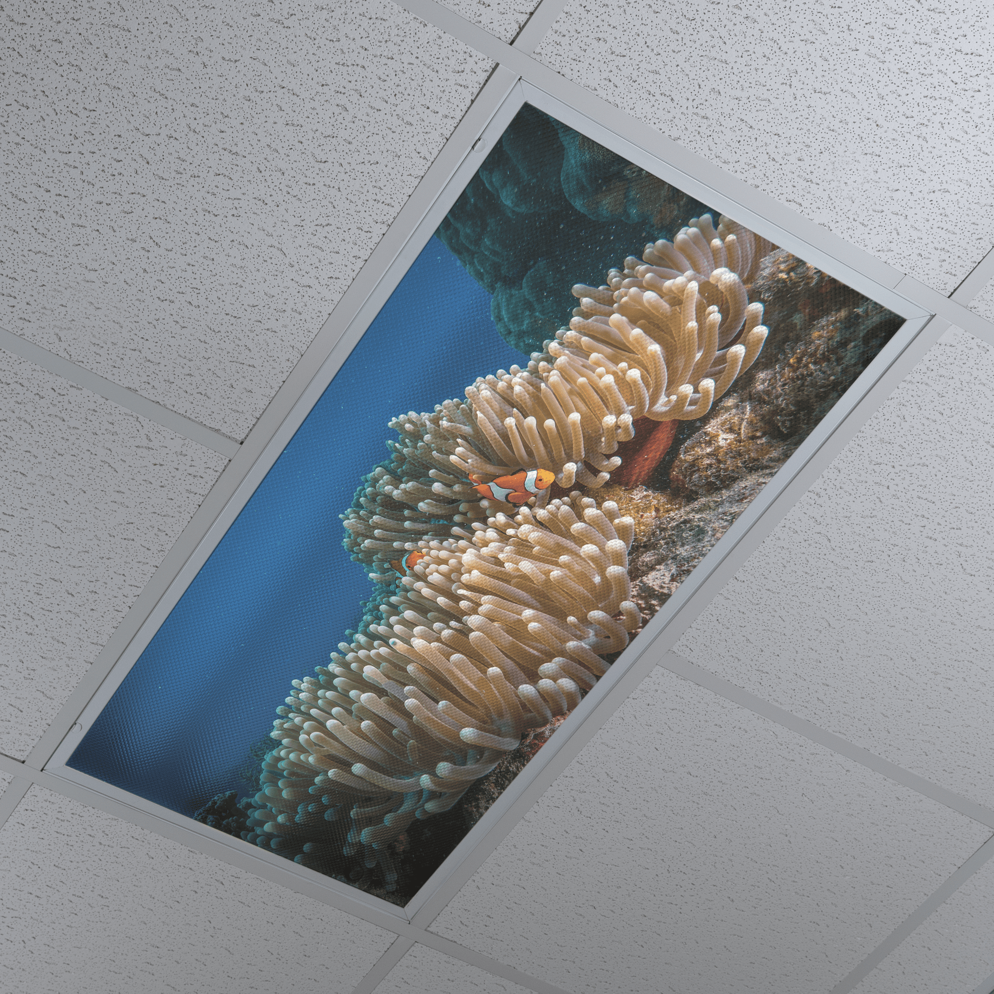 DesignScape - 2'x4' T. Park Clownfish - Apollo Design Made
