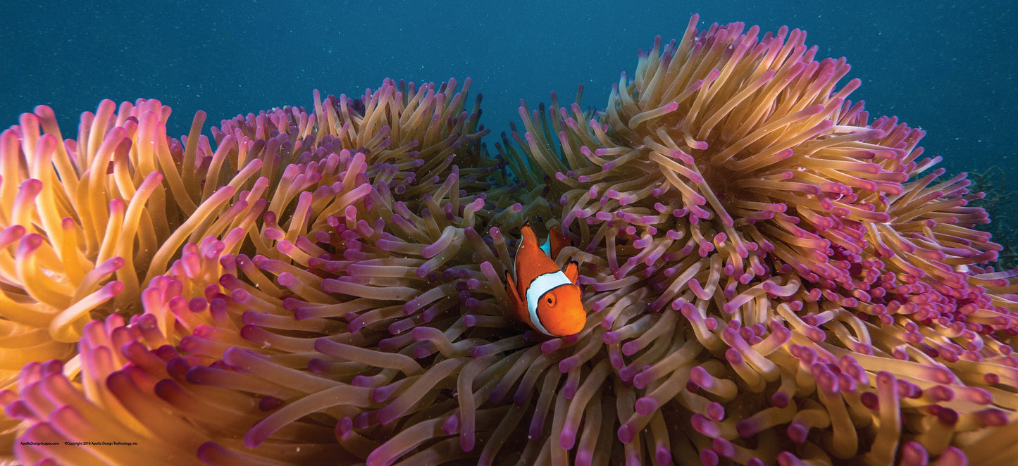 DesignScape - 2'x4' T. Park Clownfish & Anemone - Apollo Design Made