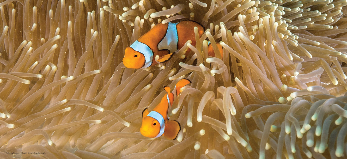 DesignScape - 2'x4' T. Park Dual Clownfish - Apollo Design Made