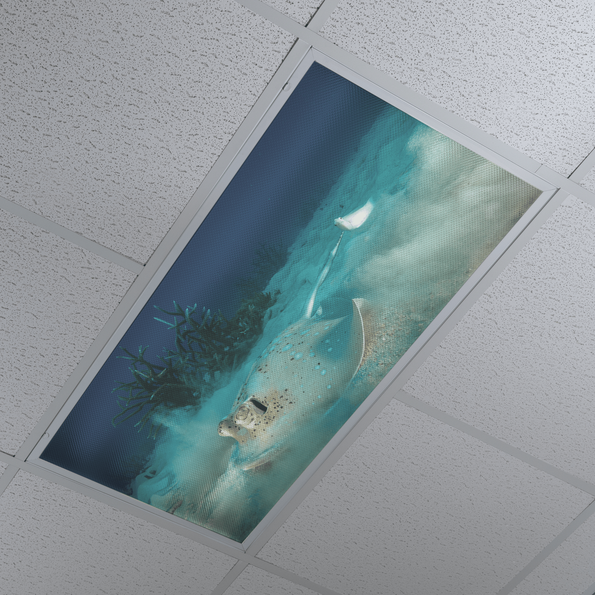 DesignScape - 2'x4' T. Park Feeding Ray - Apollo Design Made