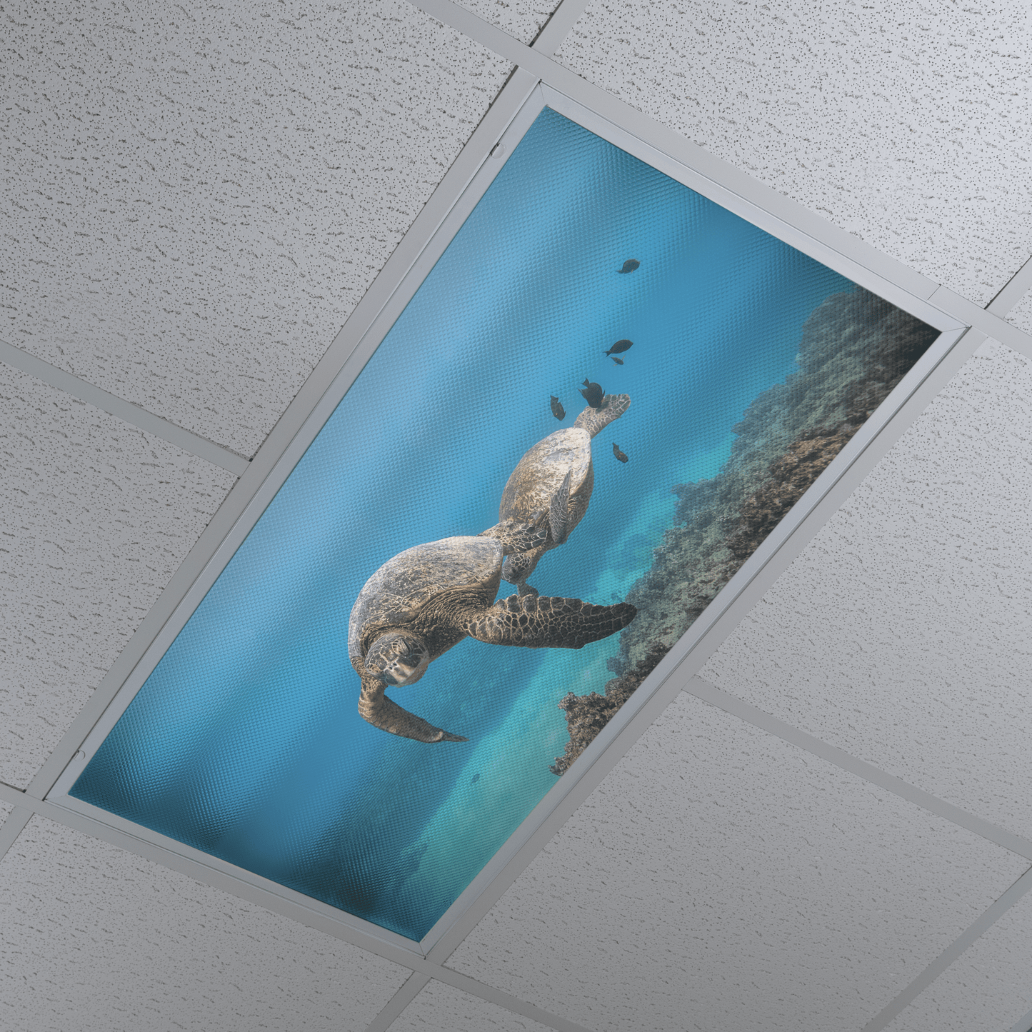 DesignScape - 2'x4' T. Park Hawaii Turtle - Apollo Design Made