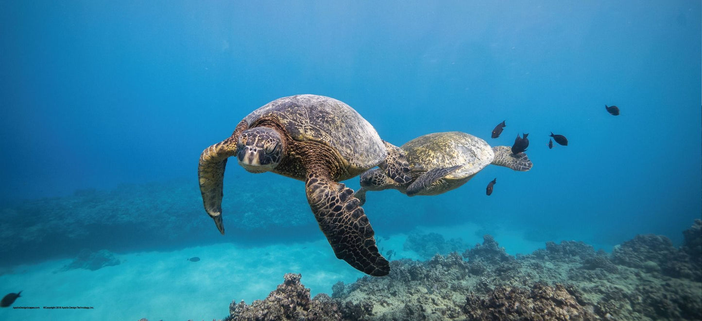 DesignScape - 2'x4' T. Park Hawaii Turtle - Apollo Design Made