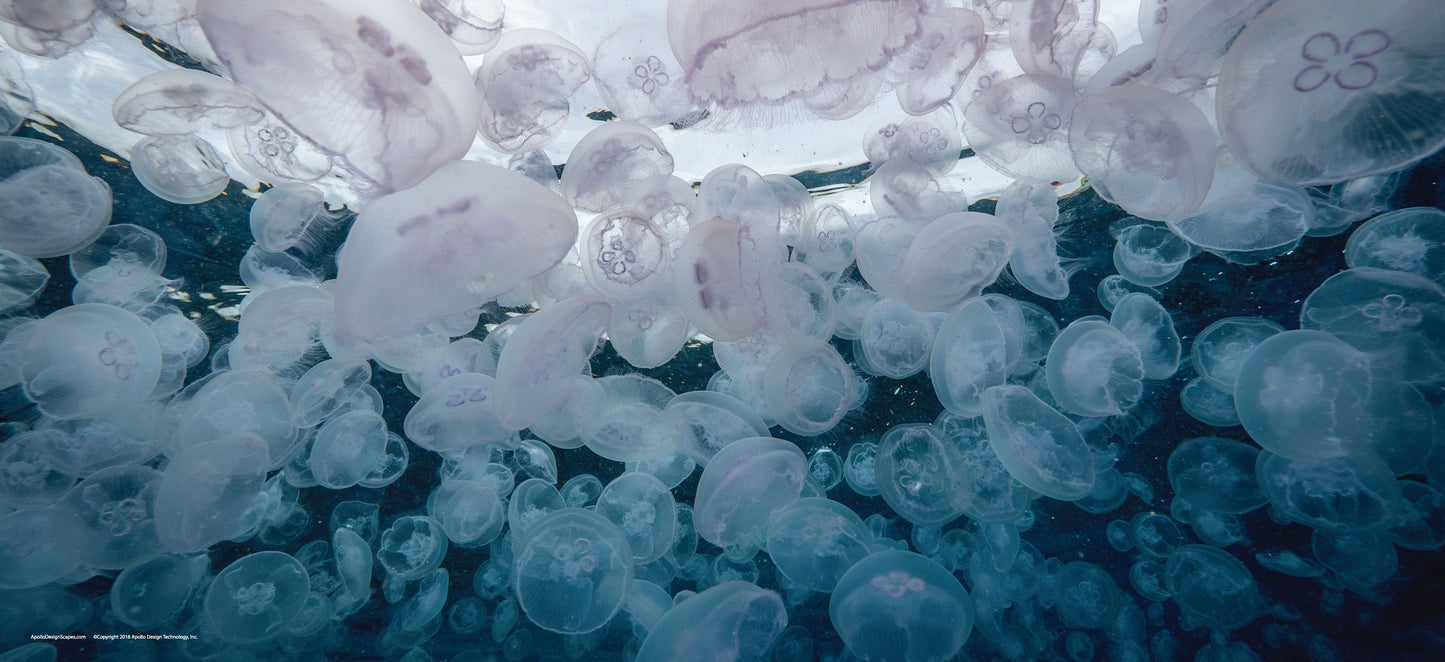 DesignScape - 2'x4' T. Park Moon Jellyfish Wall - Apollo Design Made