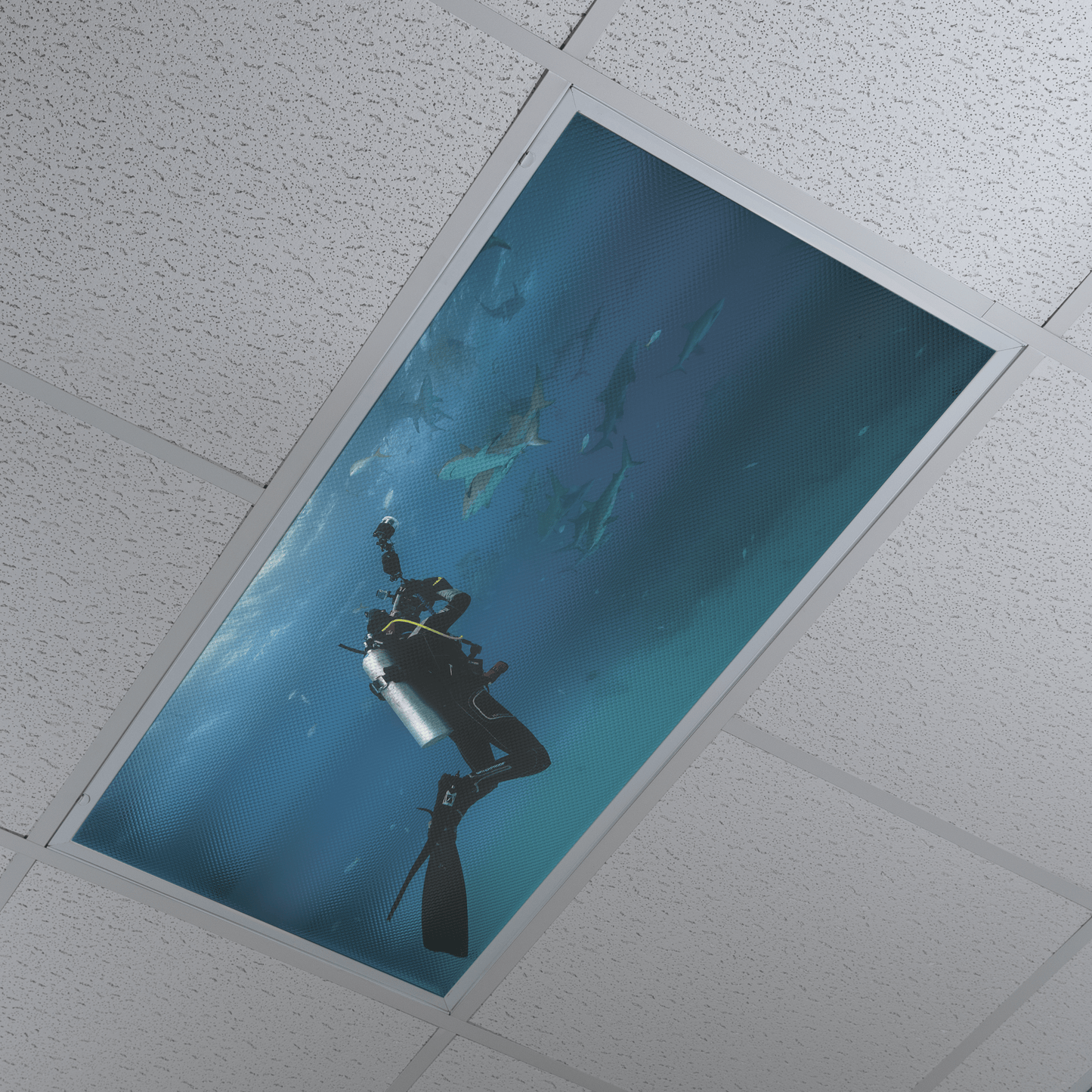 DesignScape - 2'x4' T. Park Shark Feed - Apollo Design Made