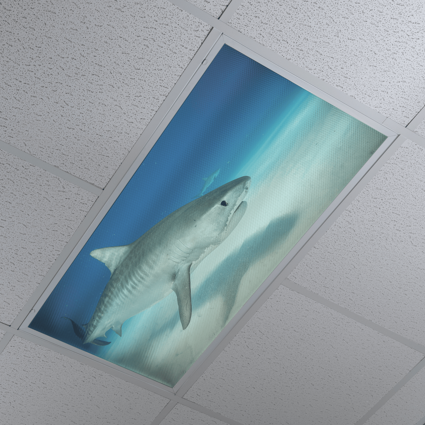 DesignScape - 2'x4' T. Park Tiger Shark 1 - Apollo Design Made