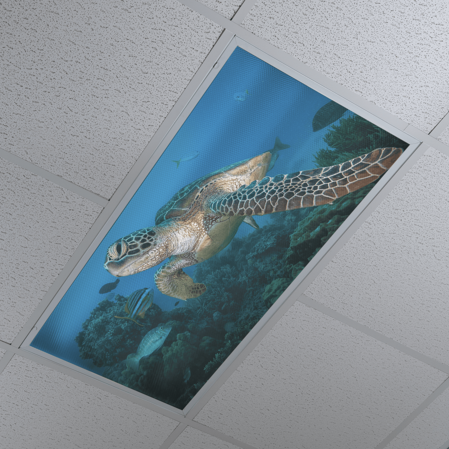 DesignScape - 2'x4' T. Park Turtle Fin - Apollo Design Made