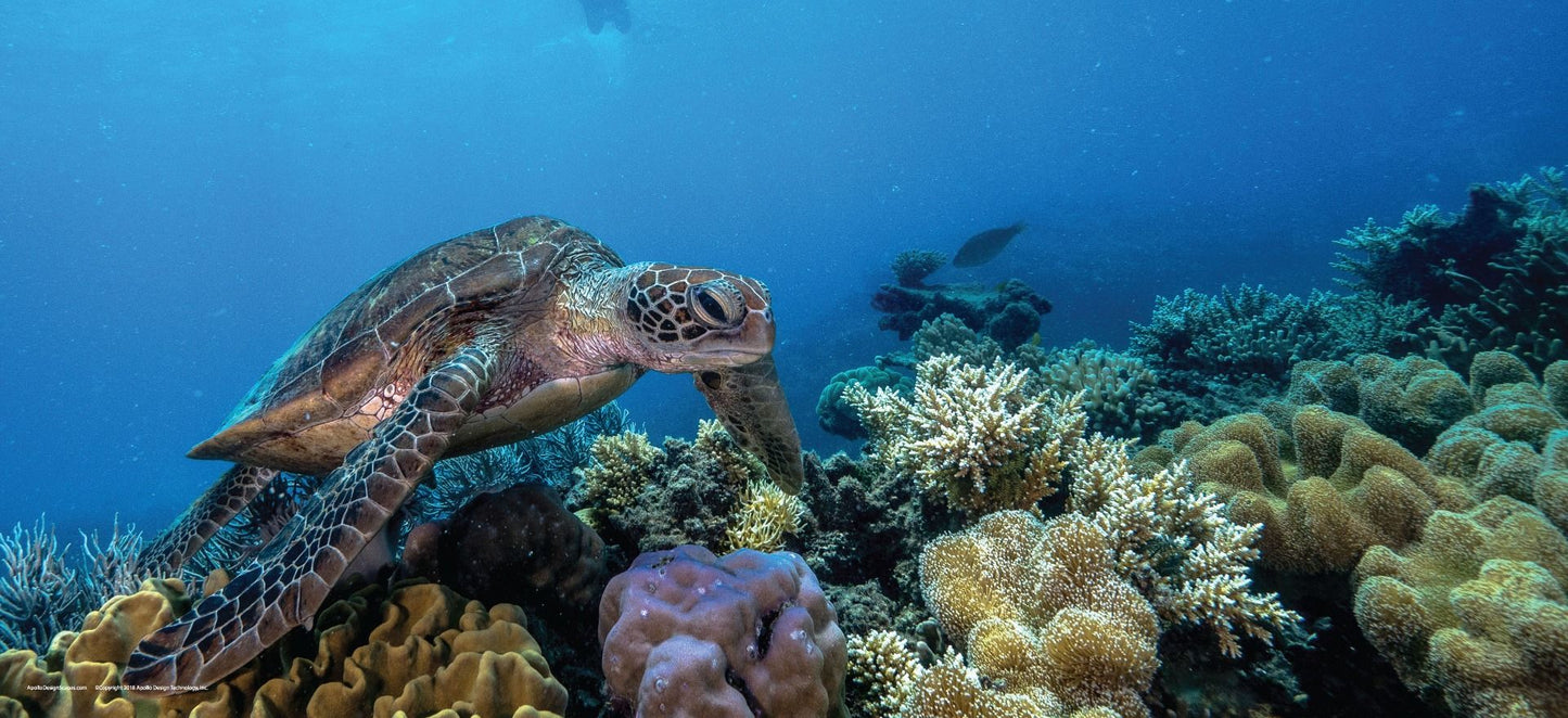 DesignScape - 2'x4' T. Park Turtle Over Reef - Apollo Design Made