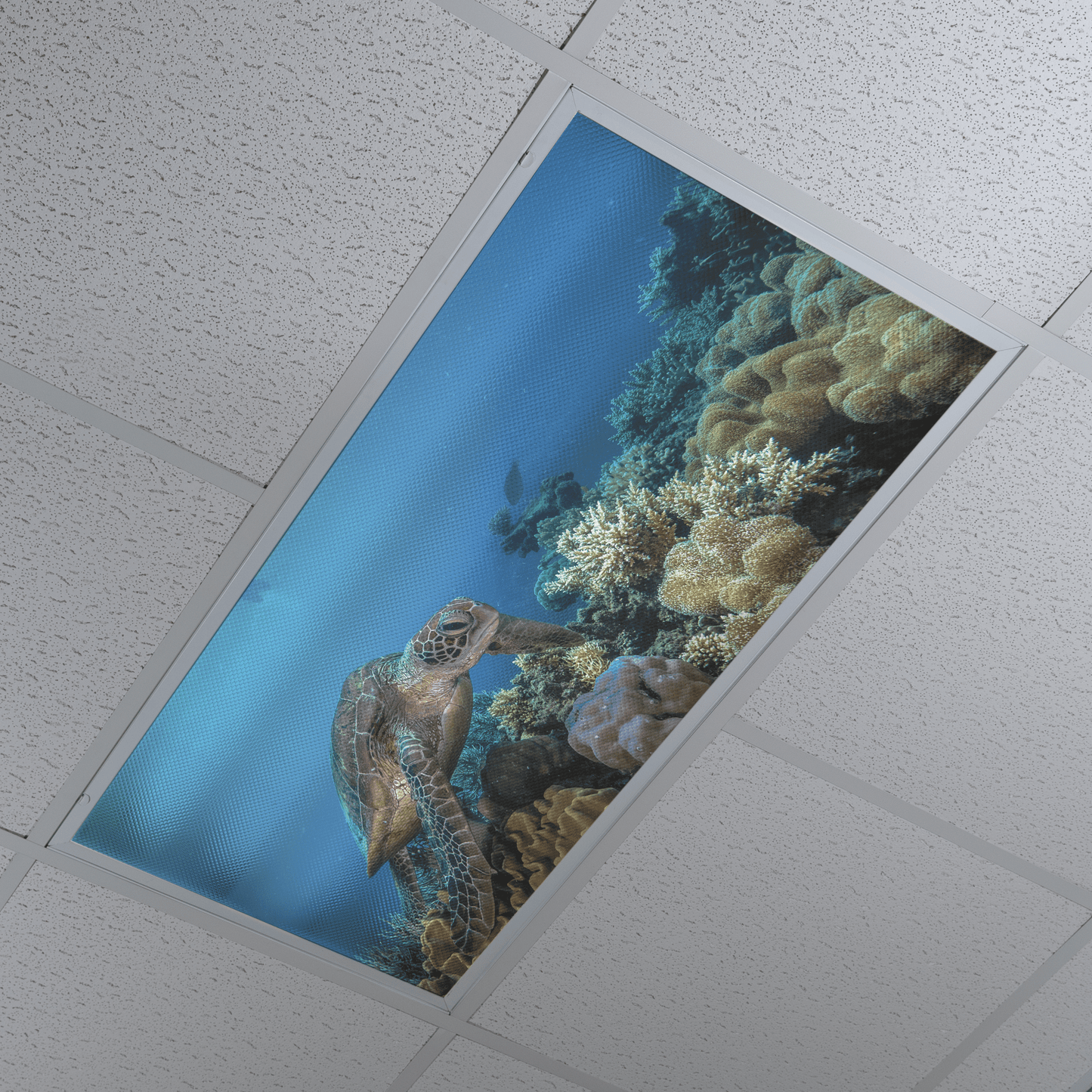 DesignScape - 2'x4' T. Park Turtle Over Reef - Apollo Design Made