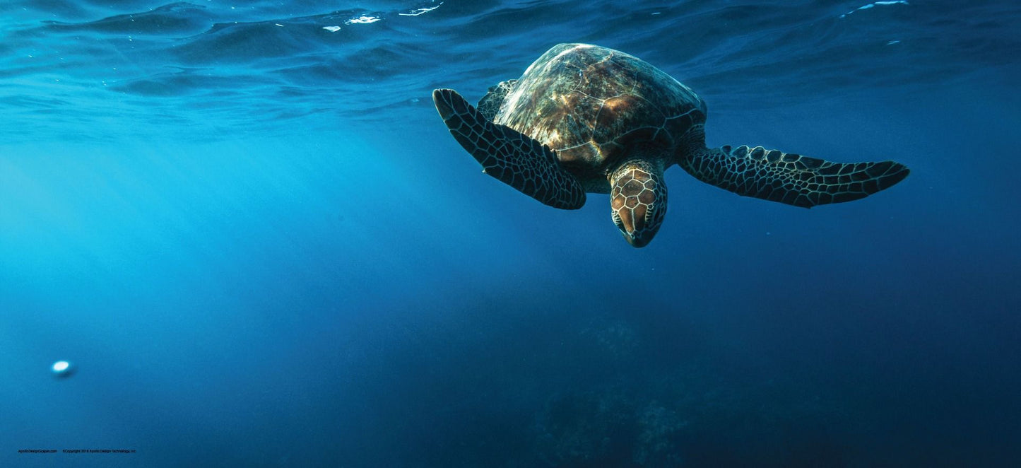 DesignScape - 2'x4' T. Park Turtle Sunset - Apollo Design Made