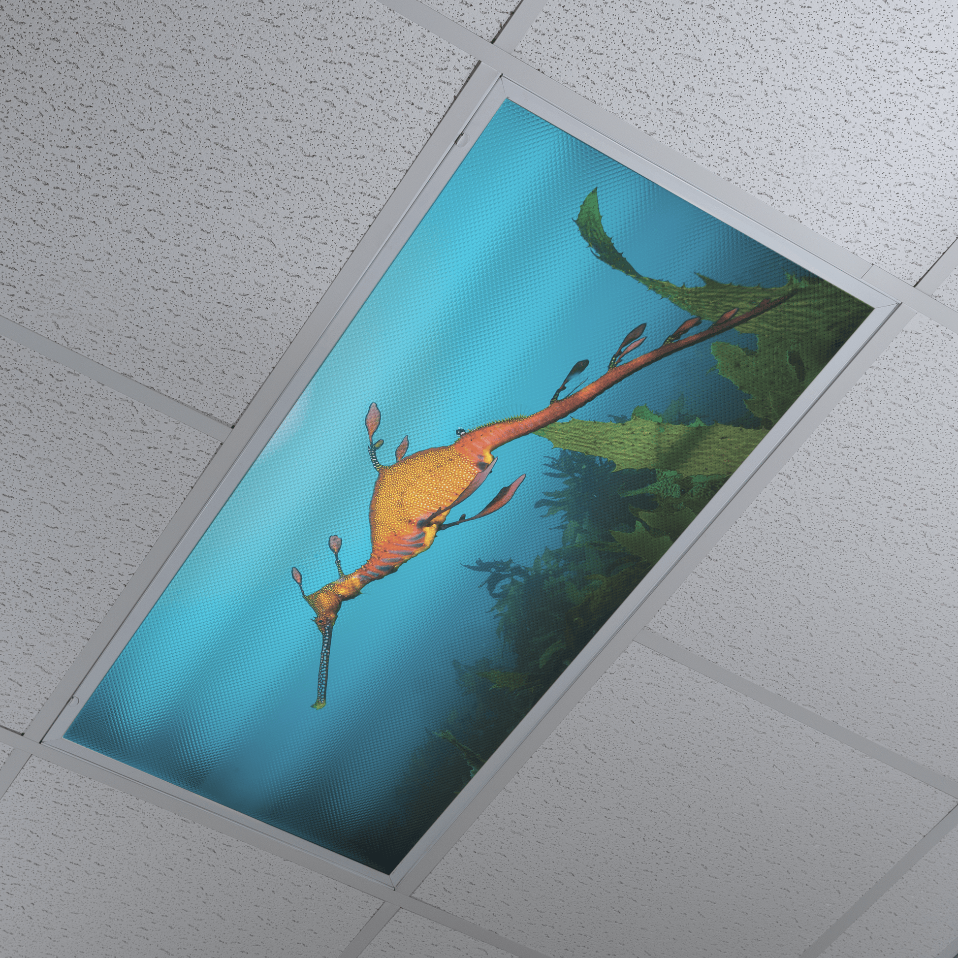DesignScape - 2'x4' T. Park Weedy Sea Dragon - Apollo Design Made