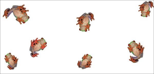 DesignScape - 2'x4' Tree Frogs - Apollo Design Made