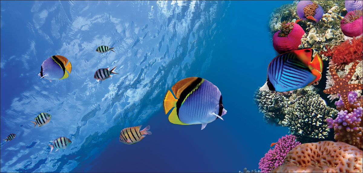 DesignScape - 2'x4' Tropical Fish - Apollo Design Made