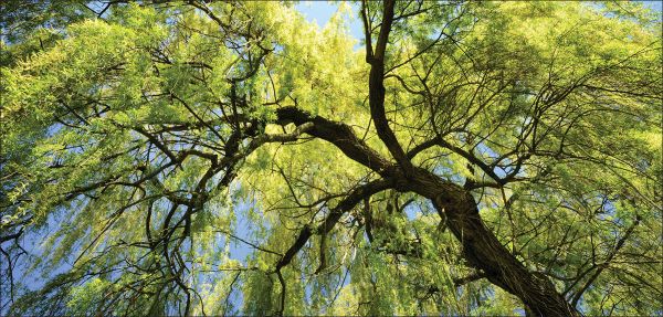 DesignScape - 2'x4' Weeping Willow II - Apollo Design Made