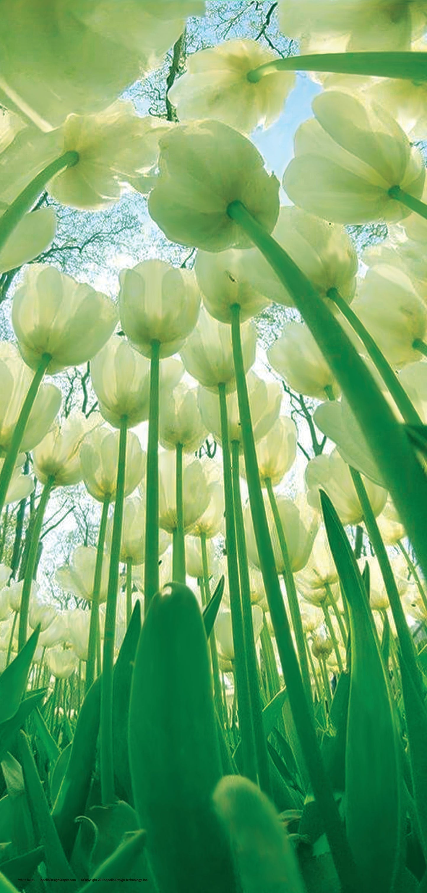 DesignScape - 2'x4' White Tulips - Apollo Design Made