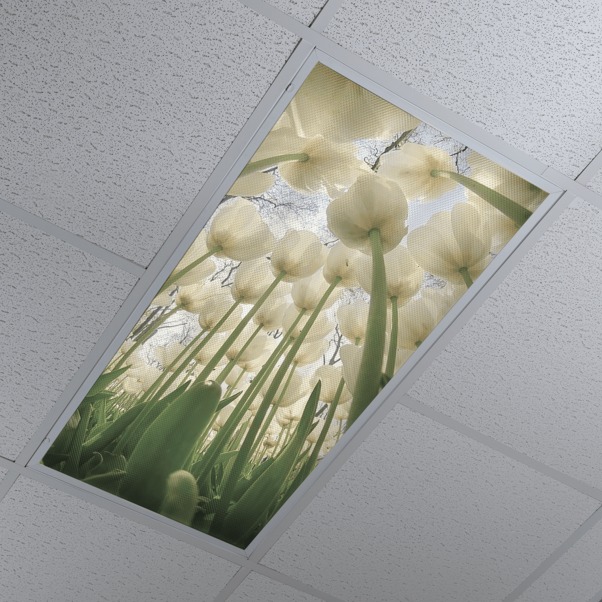DesignScape - 2'x4' White Tulips - Apollo Design Made