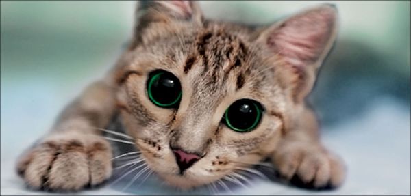 DesignScape - 2'x4' Wide Eyed Cat - Apollo Design Made