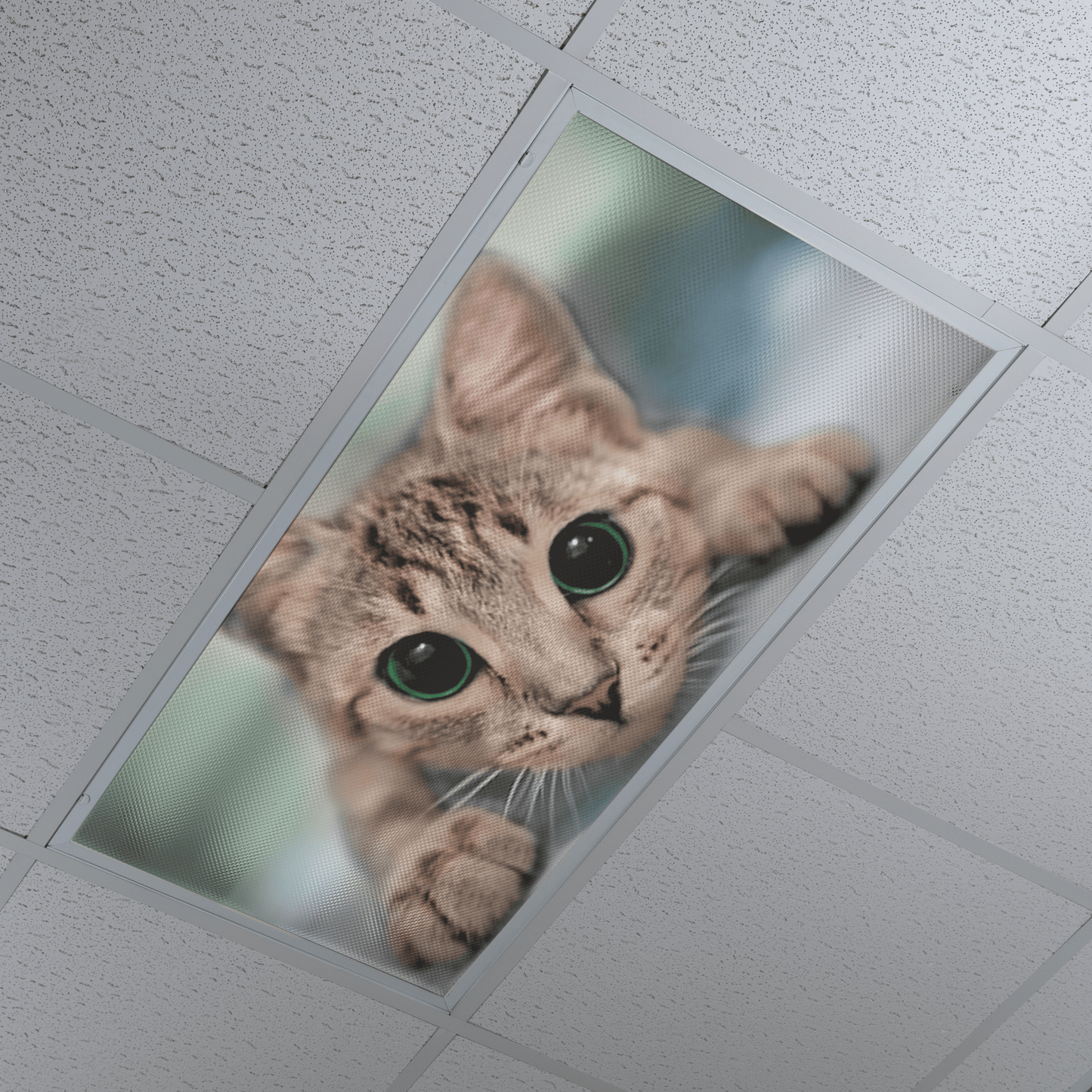 DesignScape - 2'x4' Wide Eyed Cat - Apollo Design Made