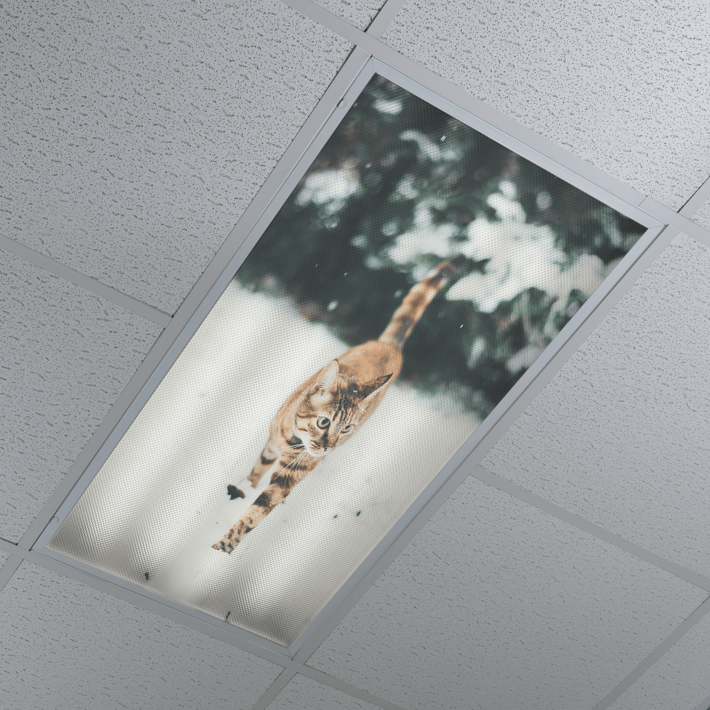 DesignScape - 2'x4' Winter Cat - Apollo Design Made