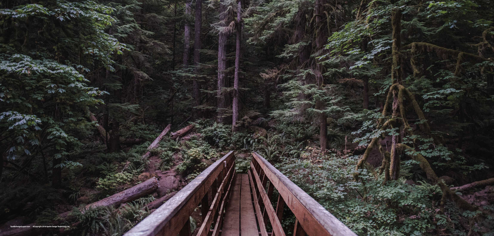 DesignScape - 2'x4' Woodsy Walk - Apollo Design Made