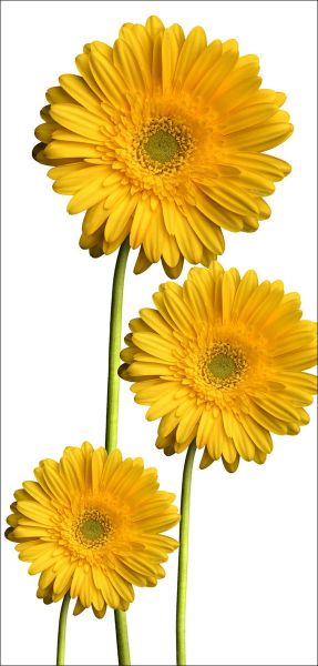 DesignScape - 2'x4' Yellow Daisies - Apollo Design Made