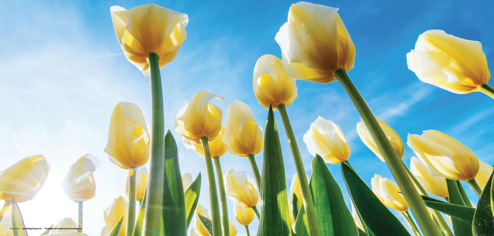 DesignScape - 2'x4' Yellow Tulips - Apollo Design Made