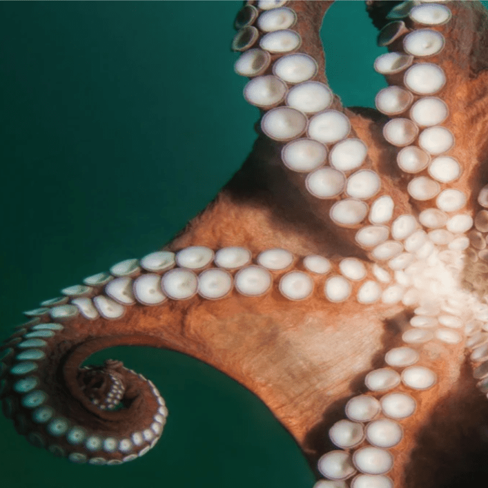 Sea Creatures | DesignScapes® – Apollo Design Made