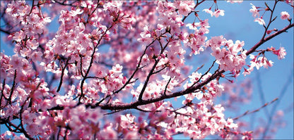 DesignScape - 2'x4' Cherry Blossoms - Apollo Design Made
