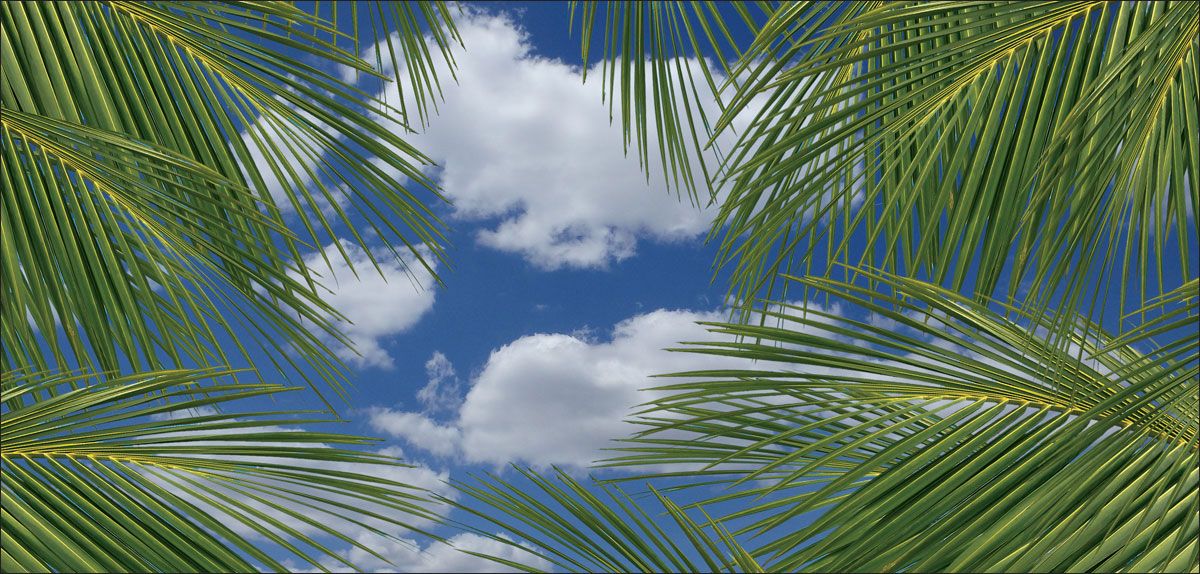 DesignScape - 2'x4' Clouds & Palm Leaves - Apollo Design Made