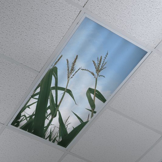 DesignScape - 2'x4' Corn Stalks - Apollo Design Made