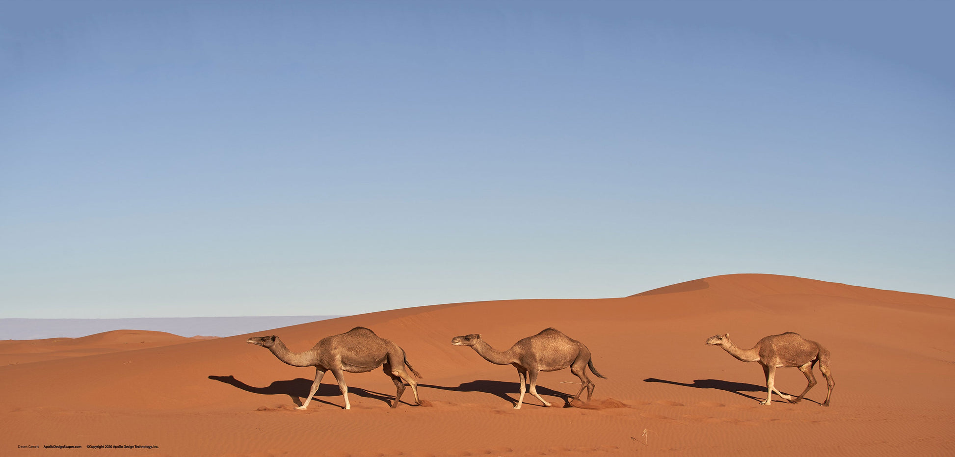 DesignScape - 2'x4' Desert Camels - Apollo Design Made