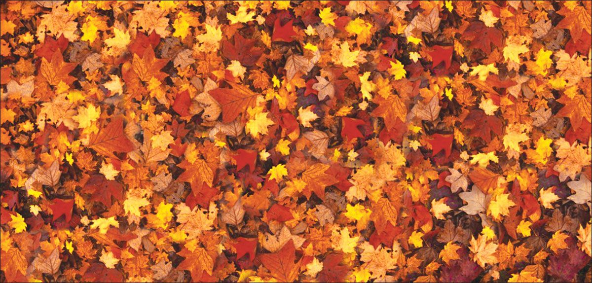 DesignScape - 2'x4' Leaves on Ground - Apollo Design Made