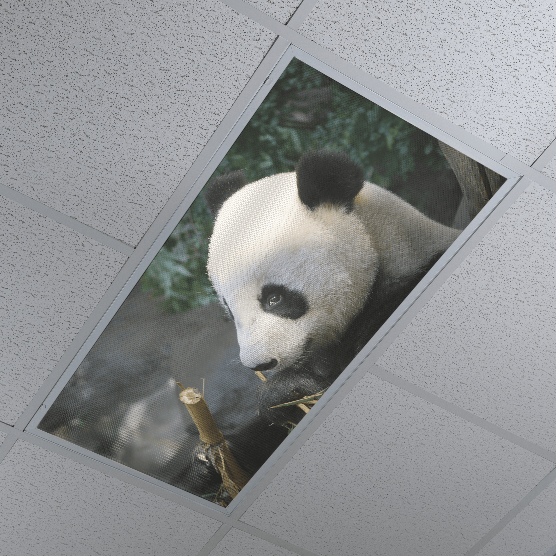 DesignScape - 2'x4' Panda Having Fun - Apollo Design Made
