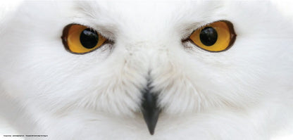 DesignScape - 2'x4' Piercing Owl Eyes - Apollo Design Made