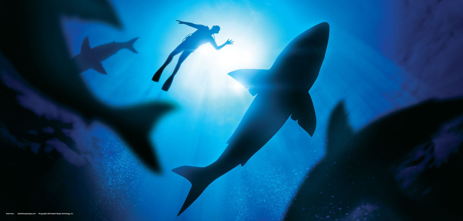 DesignScape - 2'x4' Shark Swim - Apollo Design Made
