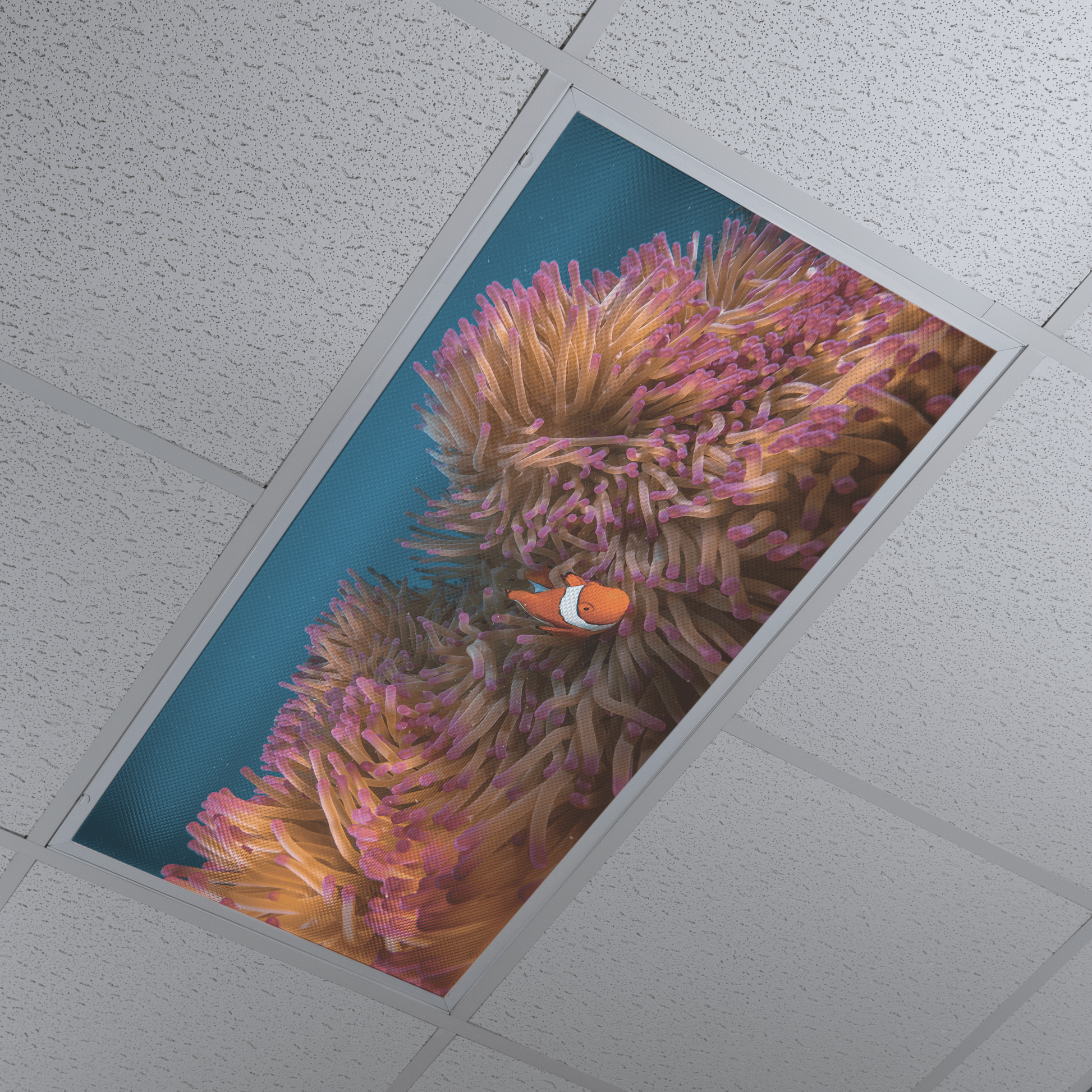 DesignScape - 2'x4' T. Park Clownfish & Anemone - Apollo Design Made