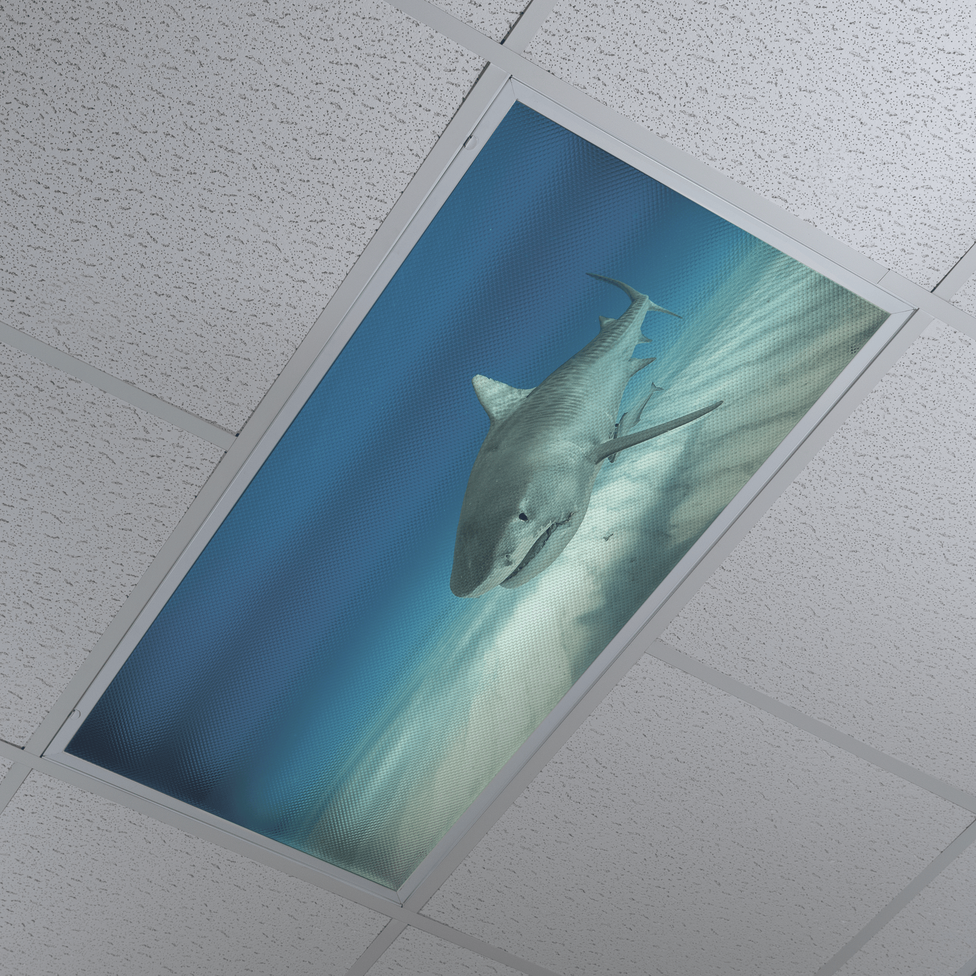 DesignScape - 2'x4' T. Park Tiger Shark 2 - Apollo Design Made