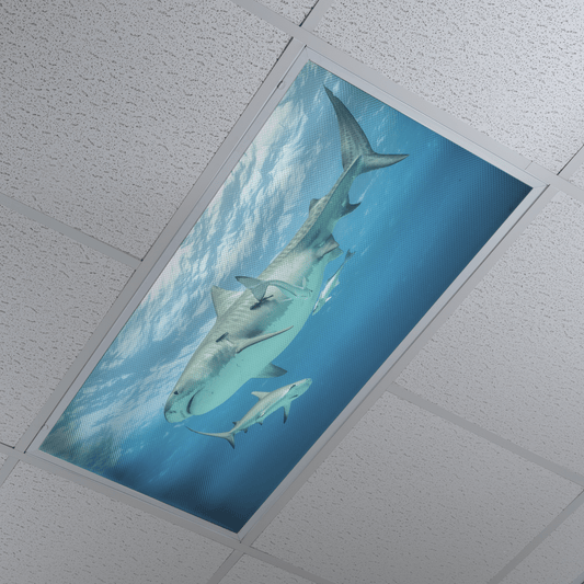 DesignScape - 2'x4' T. Park Tiger Shark Sunrise - Apollo Design Made