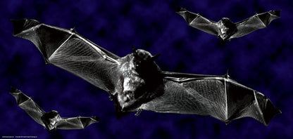 DesignScape - 2'x4' Three Bats - Apollo Design Made