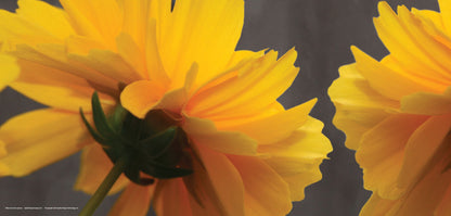 DesignScape - 2'x4' Yellow Sunshine Upclose - Apollo Design Made